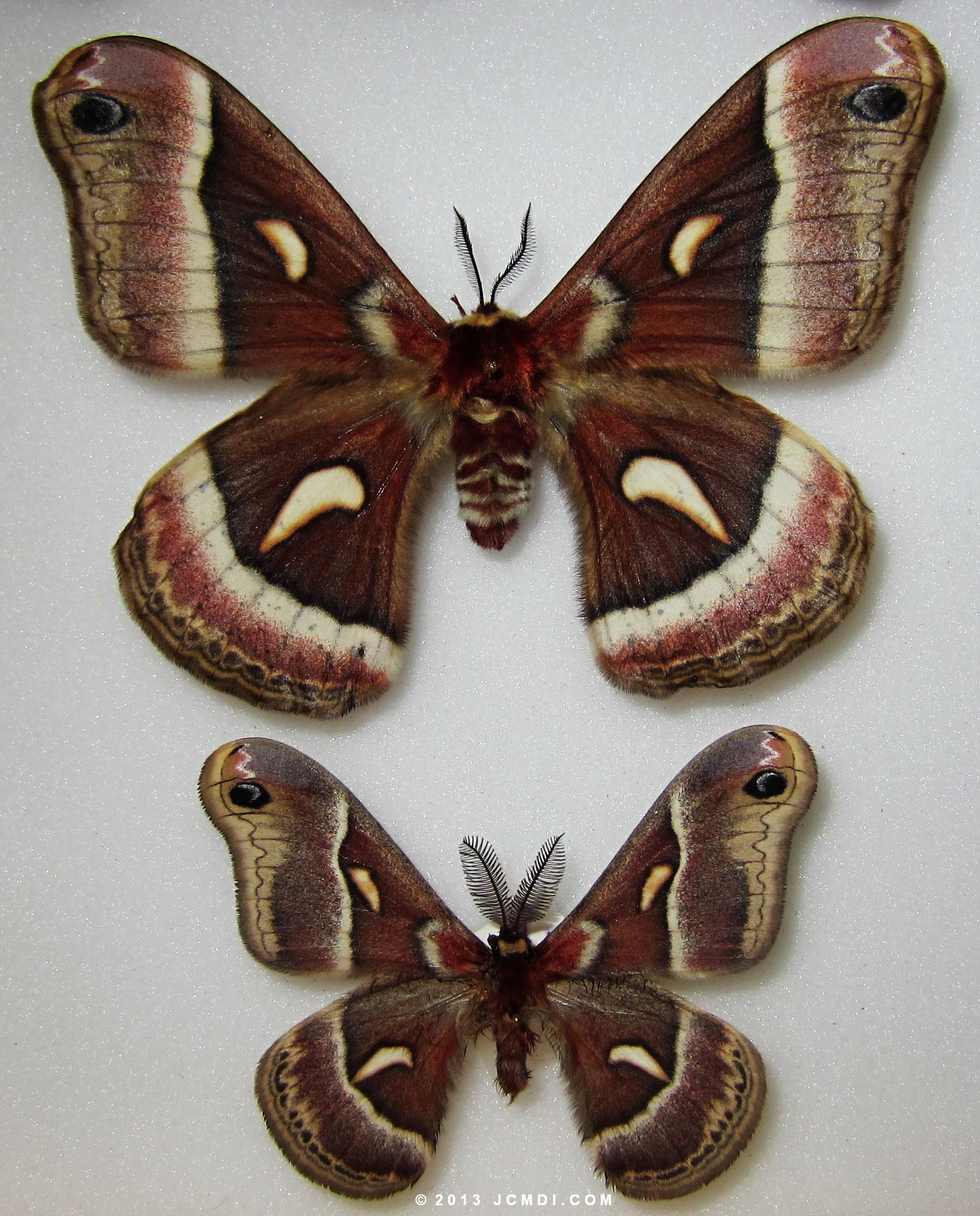 Hyalophora euryalus x gloveri hybrid (large and small)